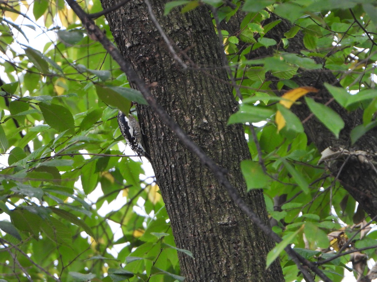 Yellow-bellied Sapsucker - ML625606974