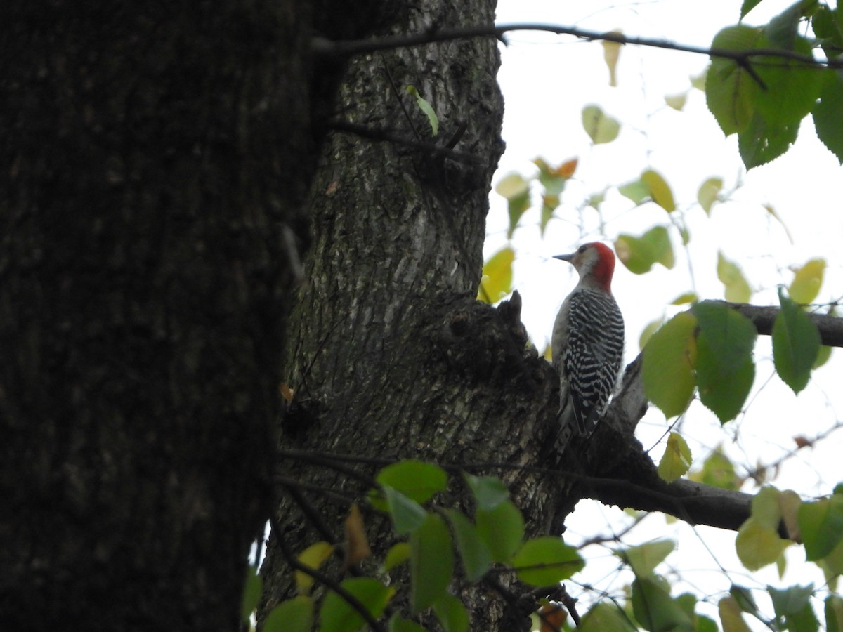 Red-bellied Woodpecker - ML625606975
