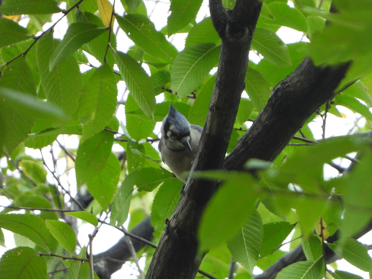 Blue Jay - ML625606978