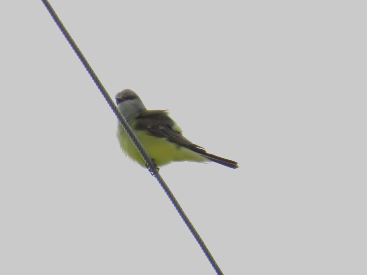 Western Kingbird - ML625606984