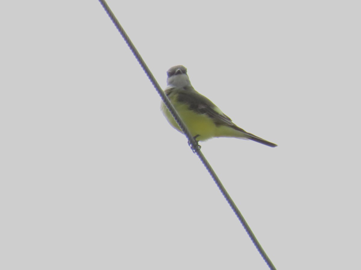 Schmalschnabel-Königstyrann - ML625606985