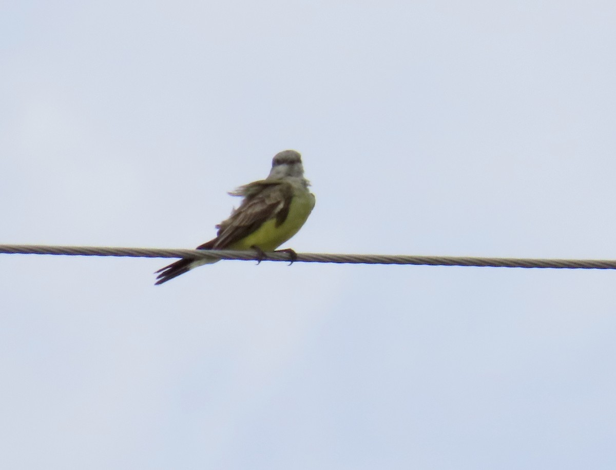 Western Kingbird - ML625606986
