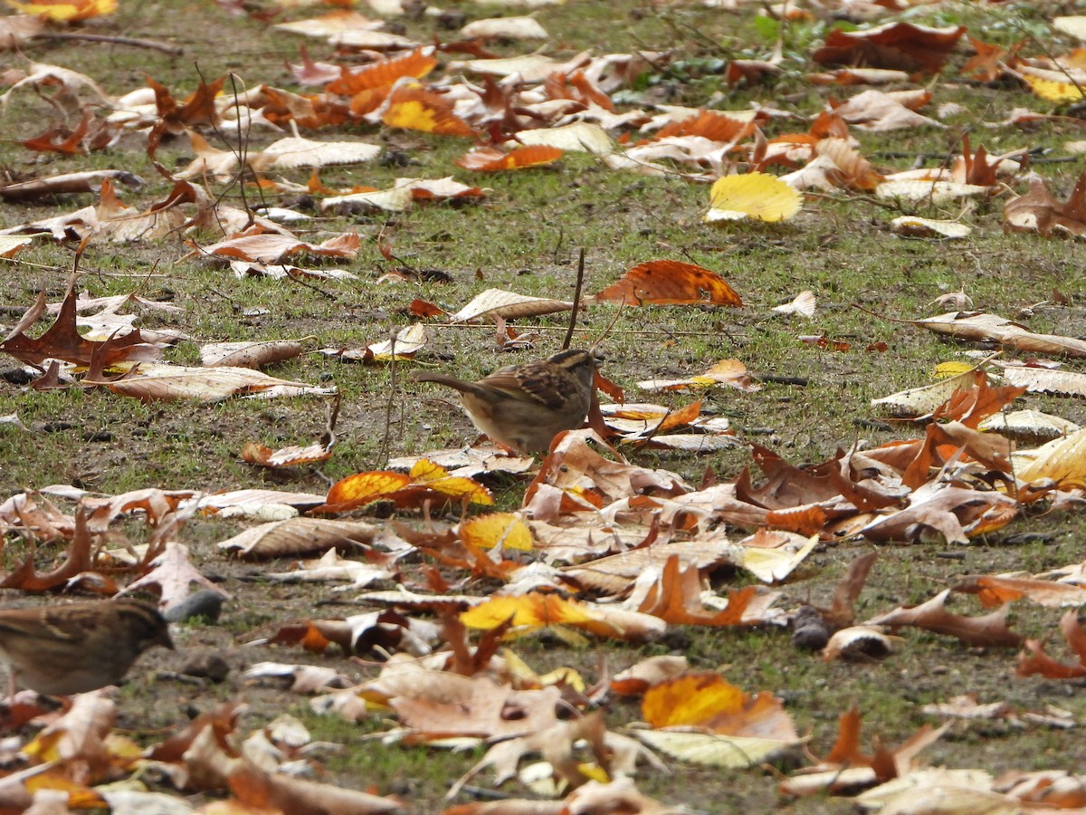 White-throated Sparrow - ML625606987