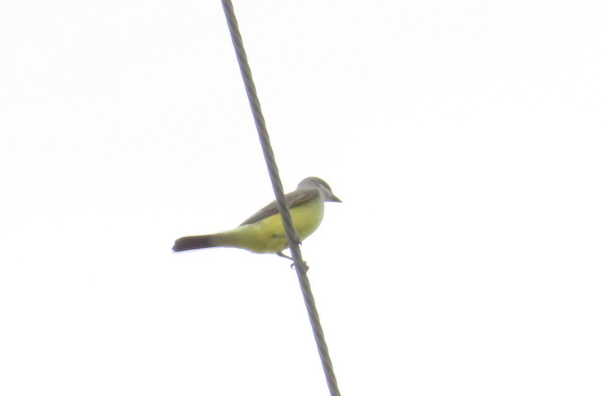 Schmalschnabel-Königstyrann - ML625607044