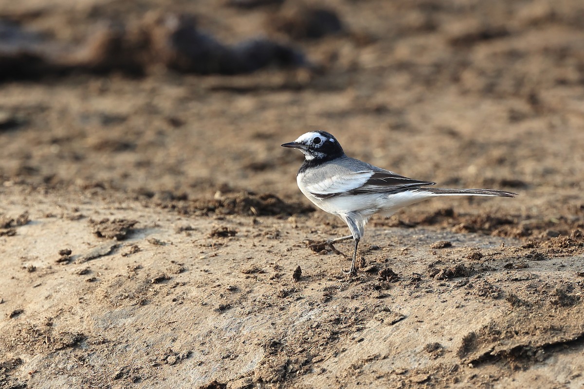 White Wagtail - Abhishek Shroti