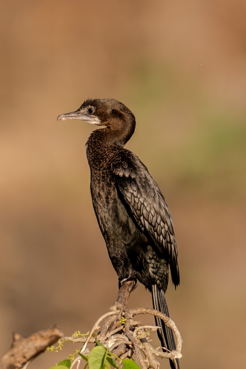 Little Cormorant - Sameer Gupta