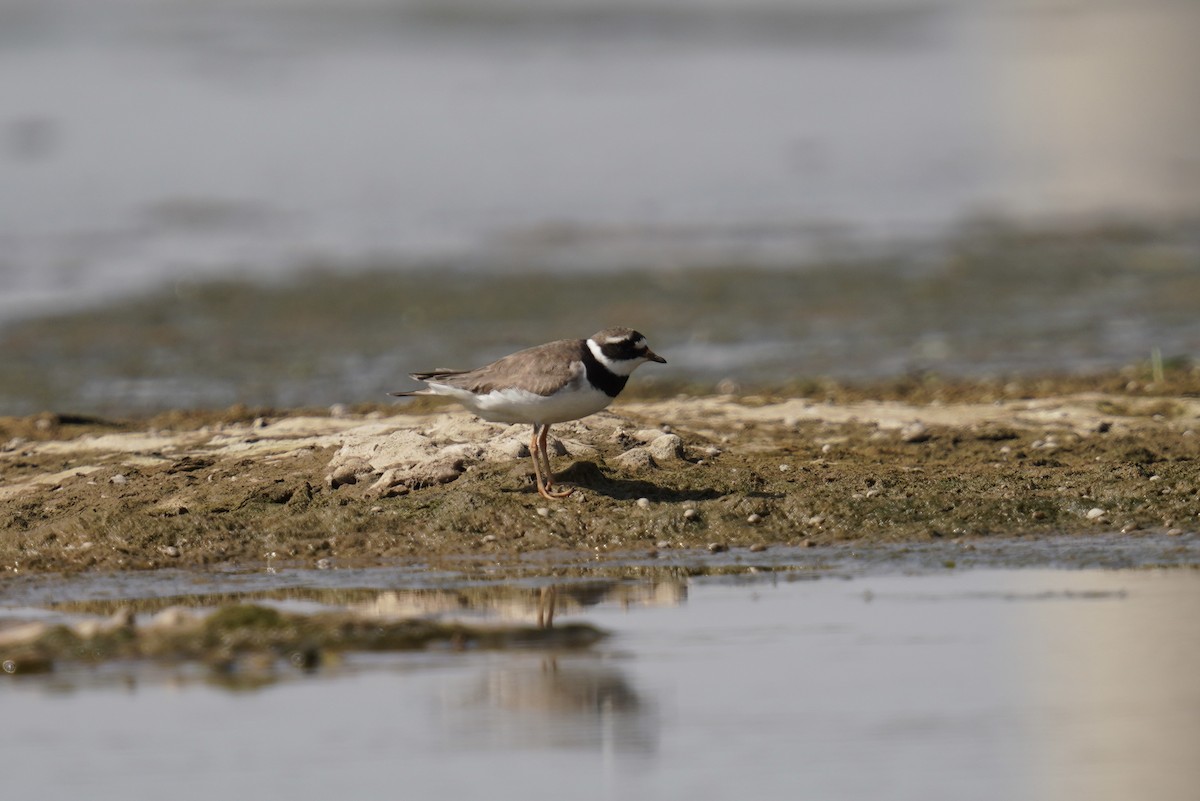 Common Ringed Plover - ML625607132