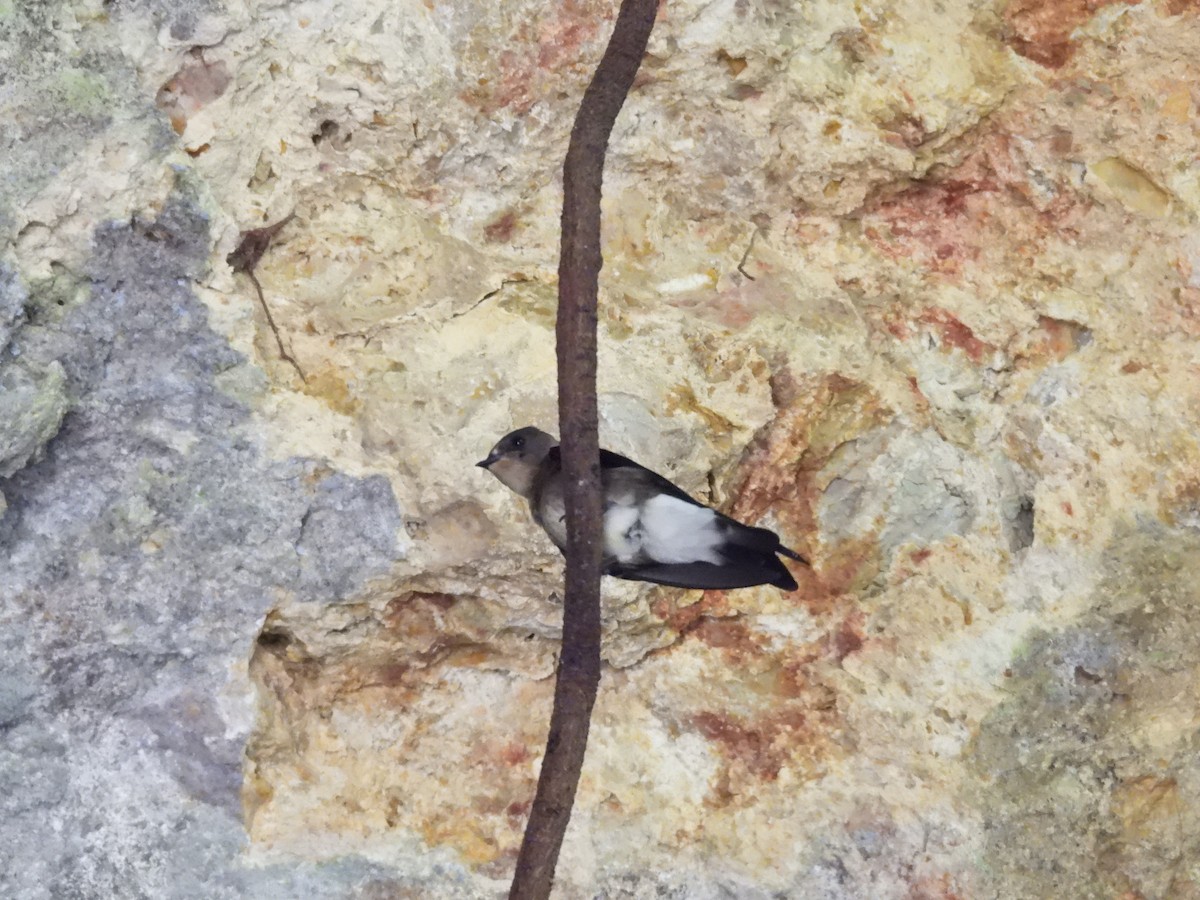 Northern Rough-winged Swallow (Ridgway's) - ML625607152