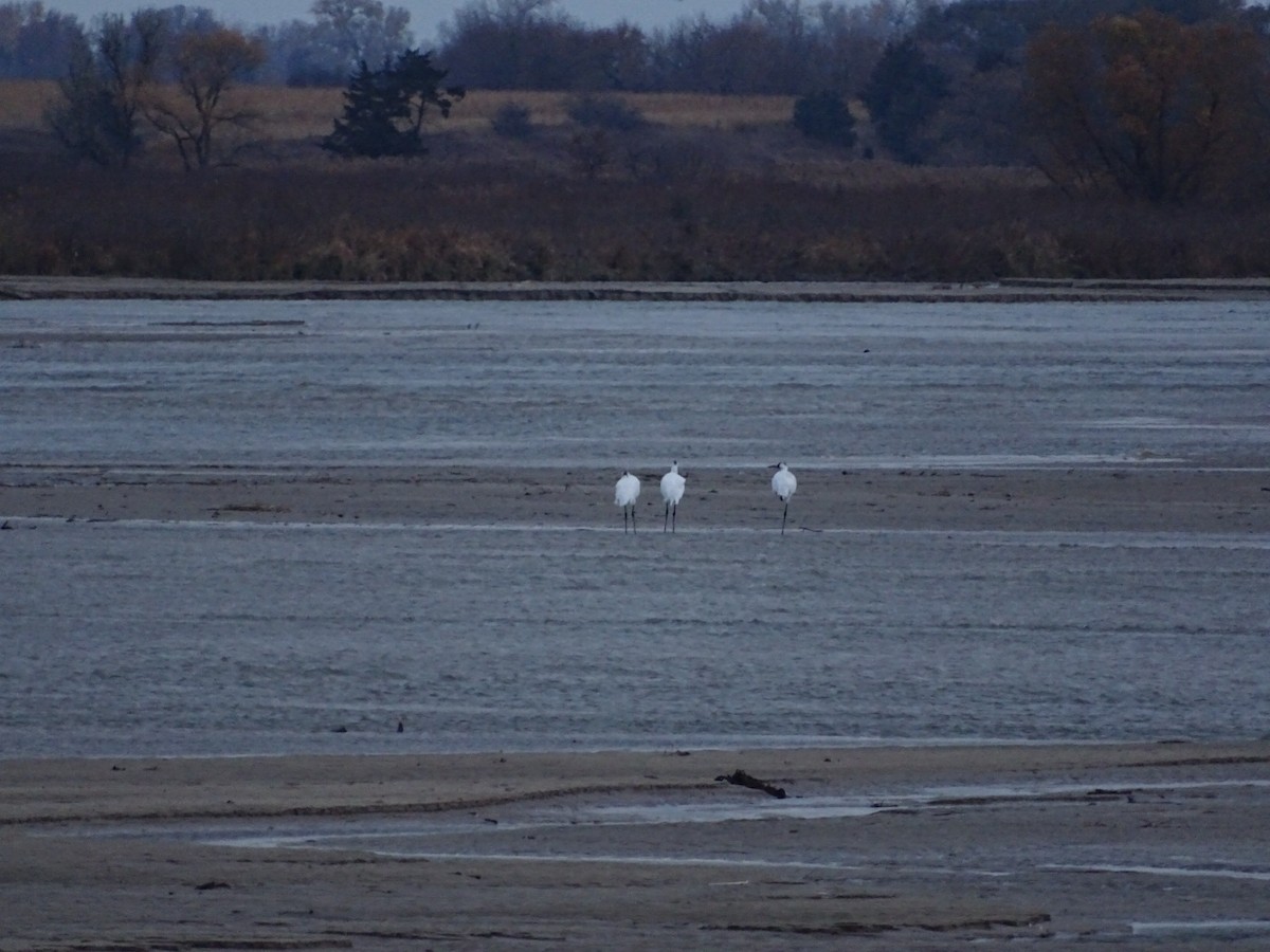 Whooping Crane - ML625607192