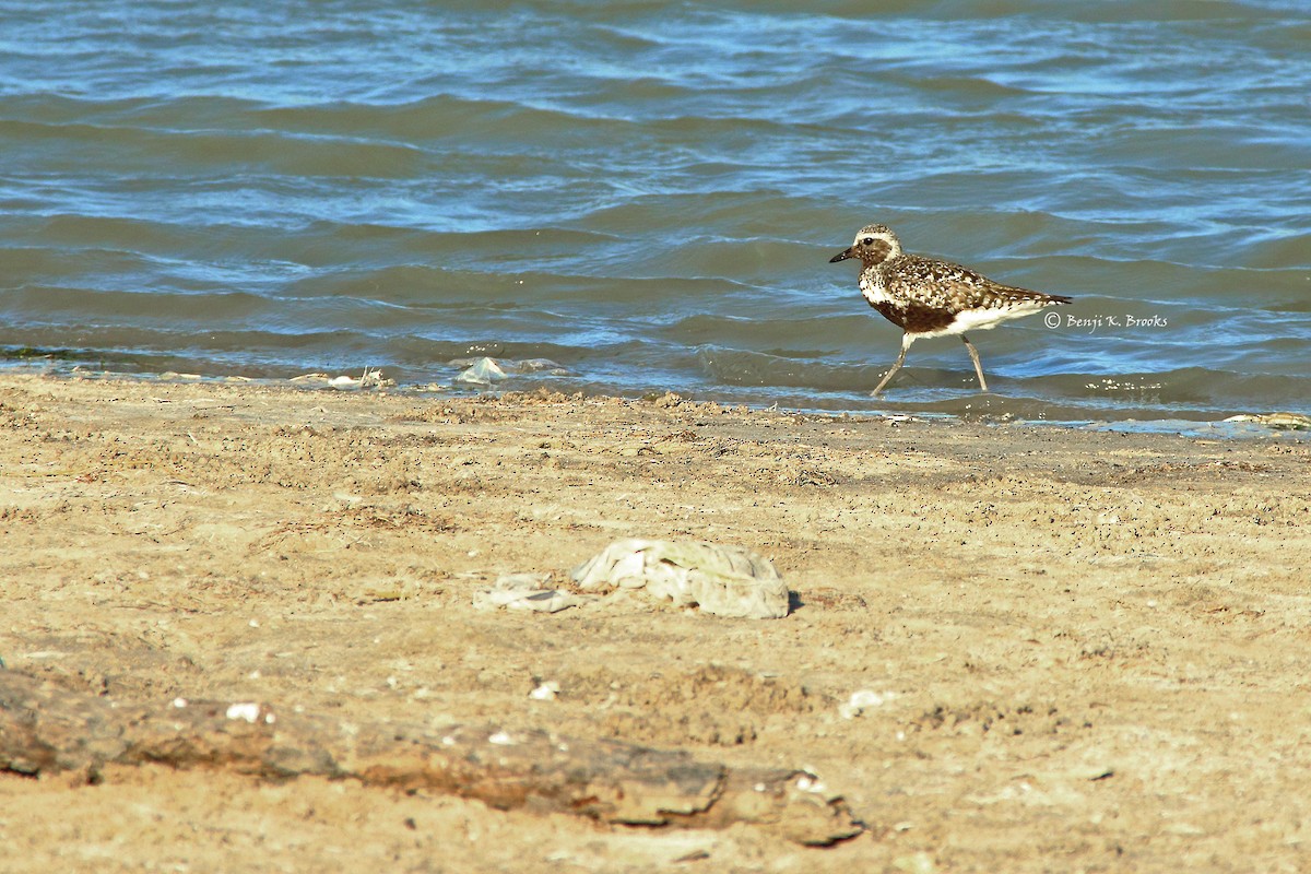 Black-bellied Plover - Anonymous