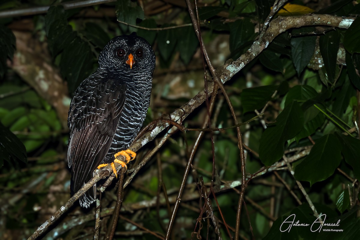 Black-banded Owl - ML625607266