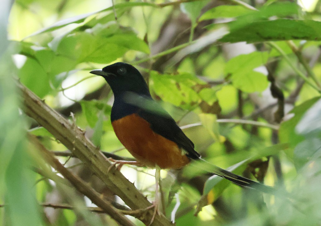 White-rumped Shama - ML625607347