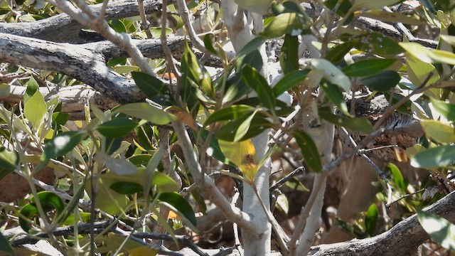 Dusky Gerygone - ML625607371