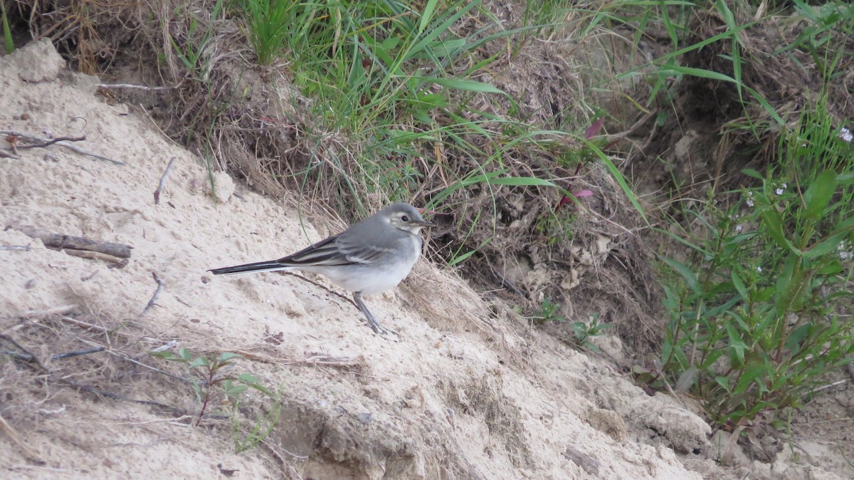 White Wagtail - Ryszad Lasocki