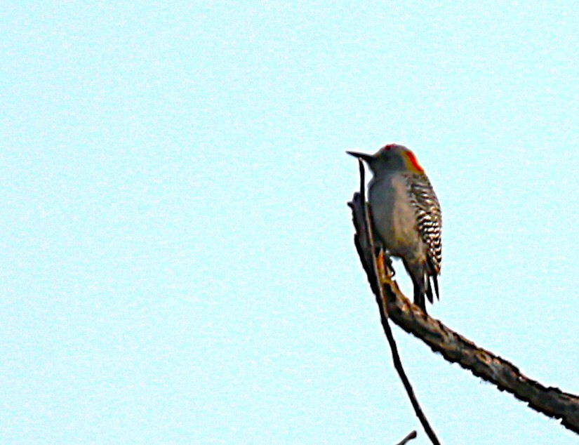 Golden-fronted Woodpecker - ML625607403