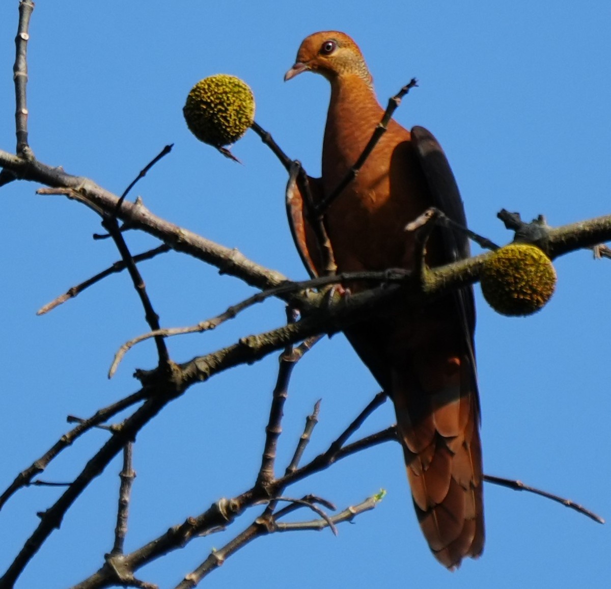 Philippine Cuckoo-Dove - ML625607457
