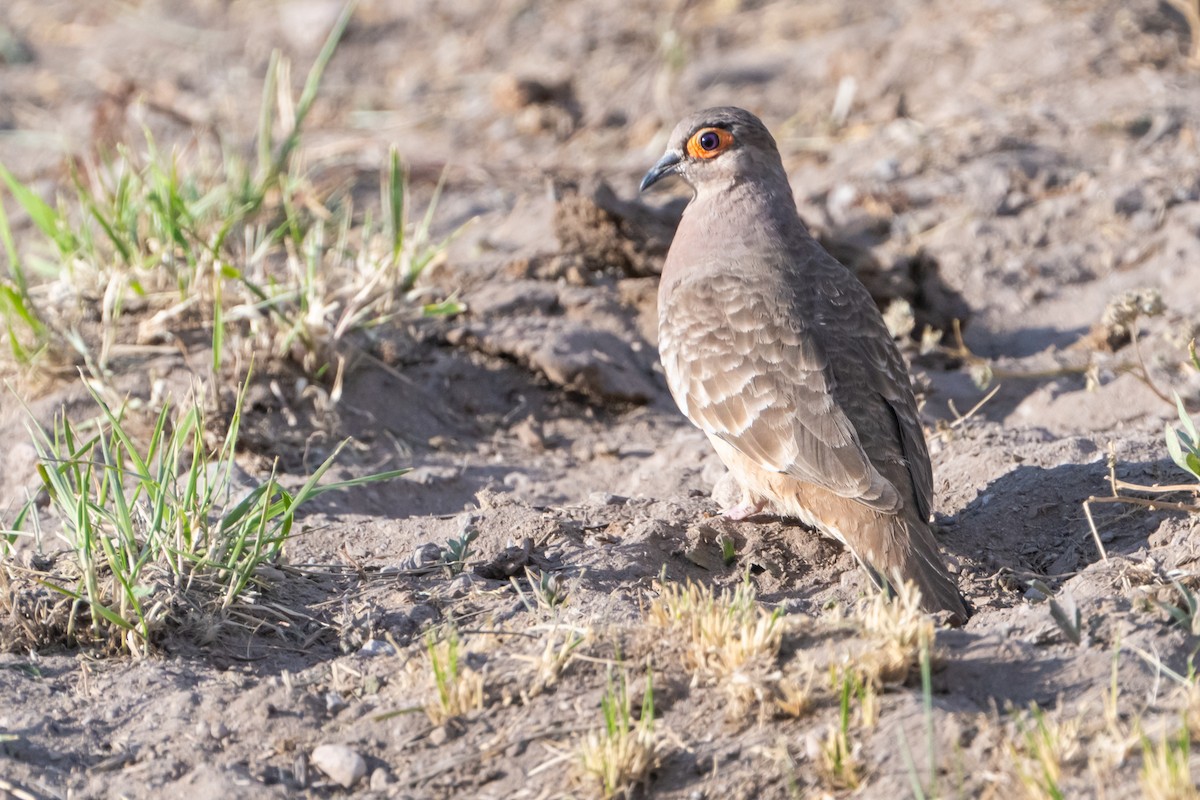 Bare-faced Ground Dove - ML625607543