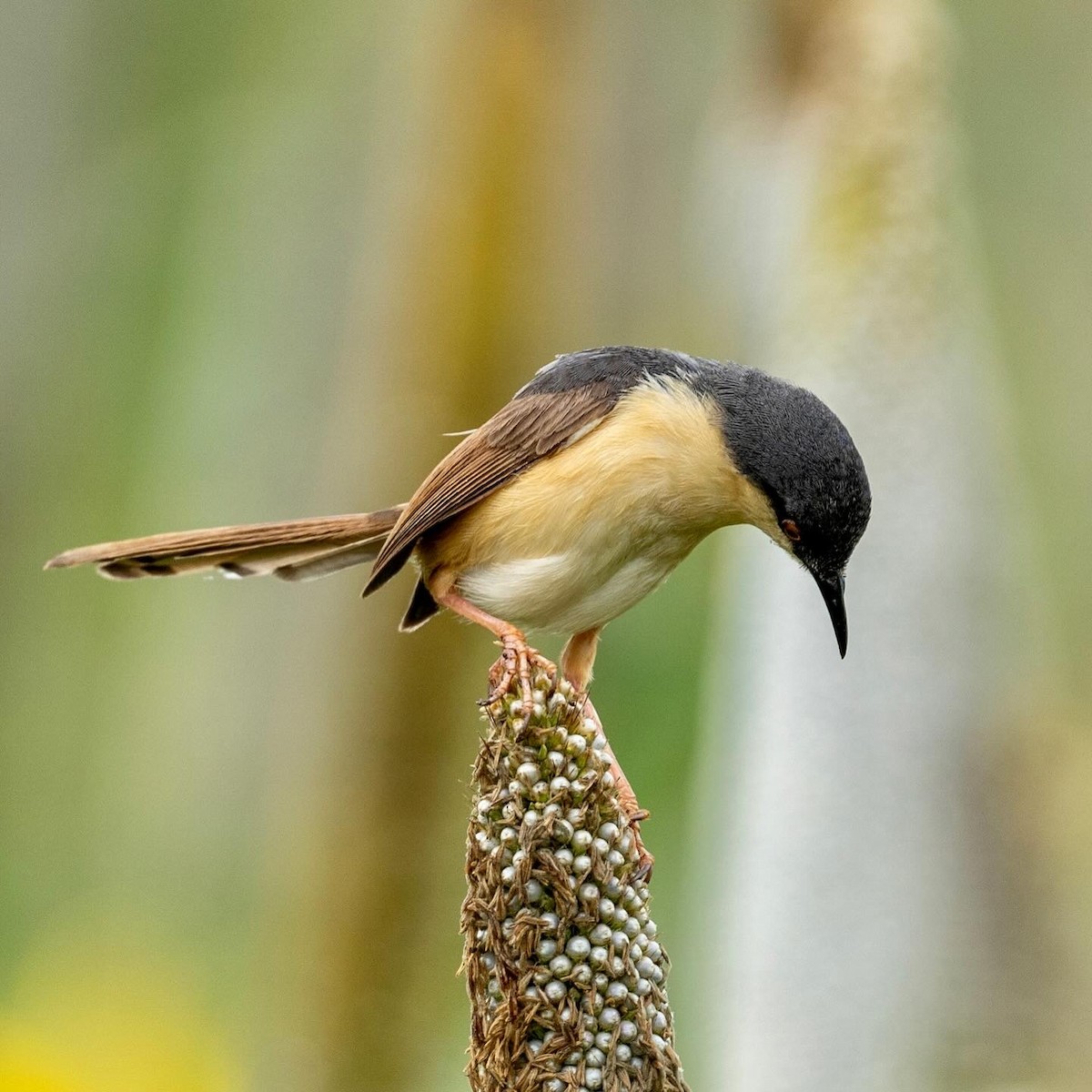 Ashy Prinia - Sameer Gupta