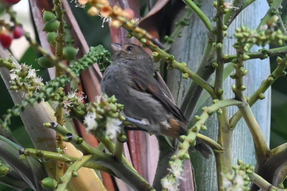 Lesser Antillean Bullfinch - ML625607735