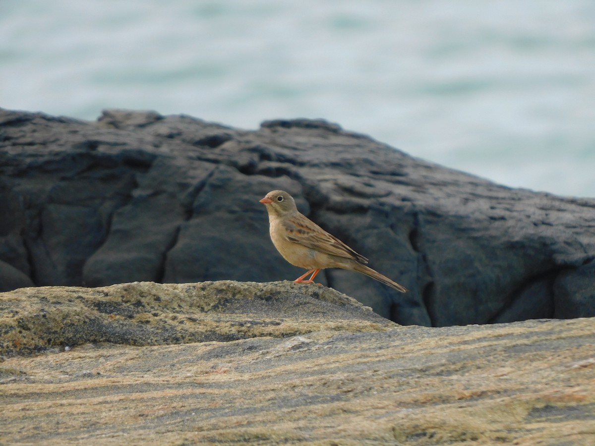 Gray-necked Bunting - JISHNU  K