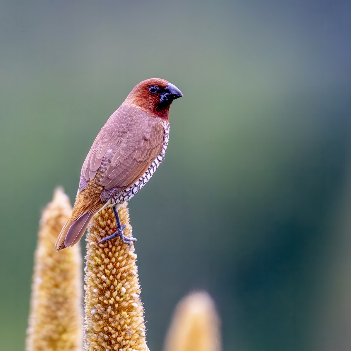 Scaly-breasted Munia - Sameer Gupta