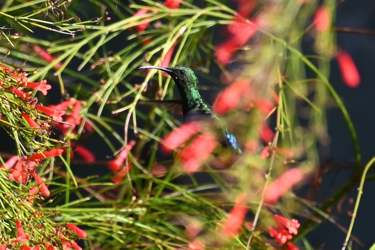 Green-throated Carib - ML625607807