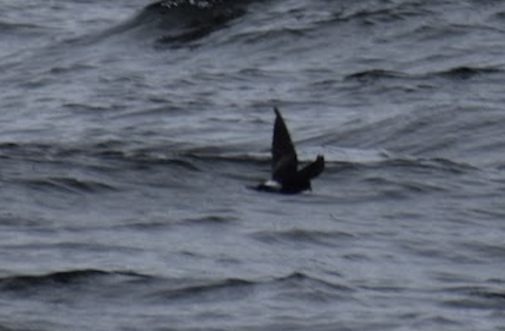 Wilson's Storm-Petrel - ML625607911