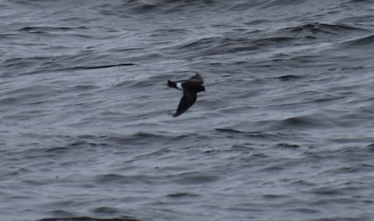 Wilson's Storm-Petrel - ML625607912