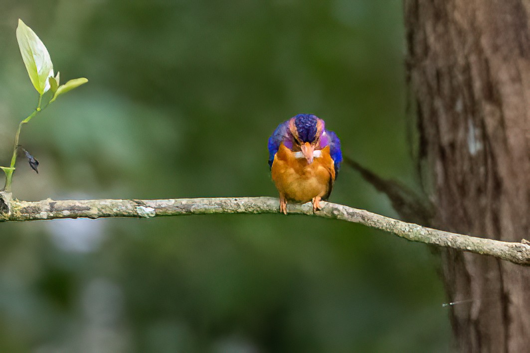 African Pygmy Kingfisher - ML625607919