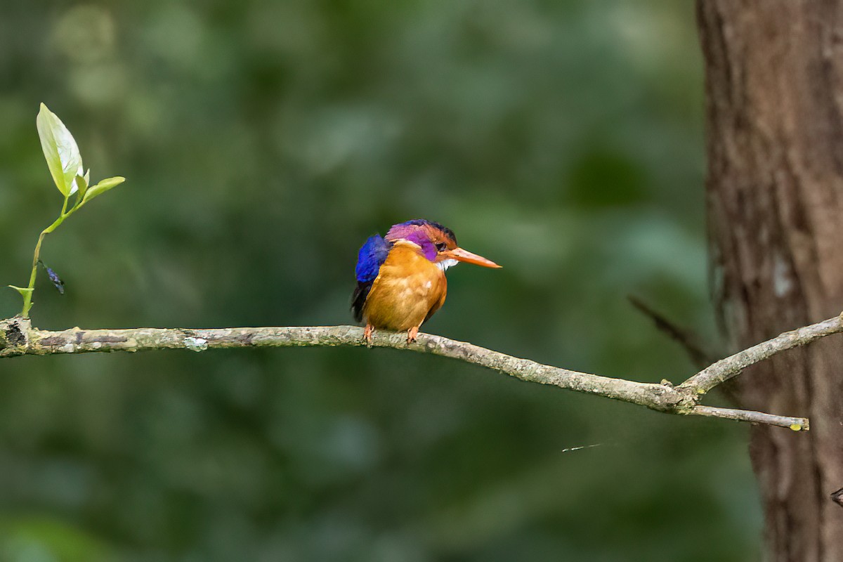 African Pygmy Kingfisher - ML625607920