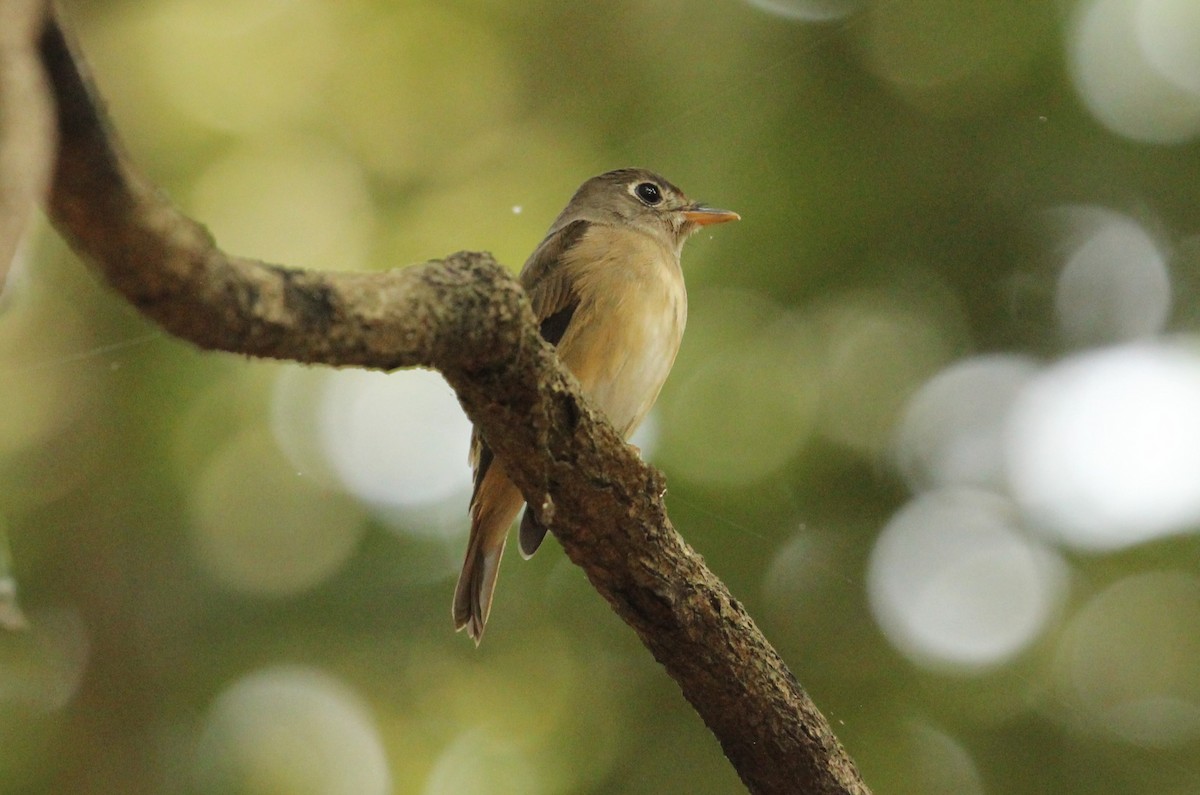 Asian Brown Flycatcher - ML625607925
