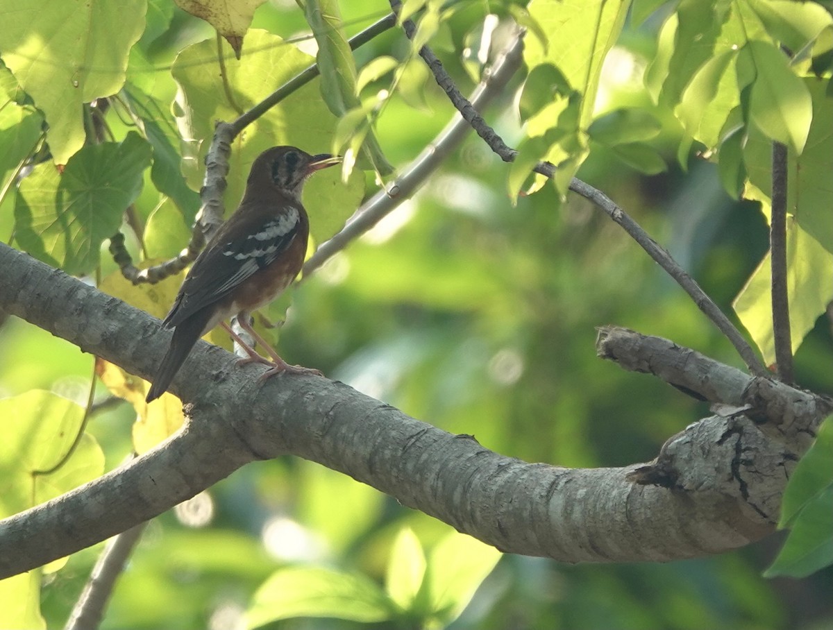 Orange-banded Thrush - ML625608033