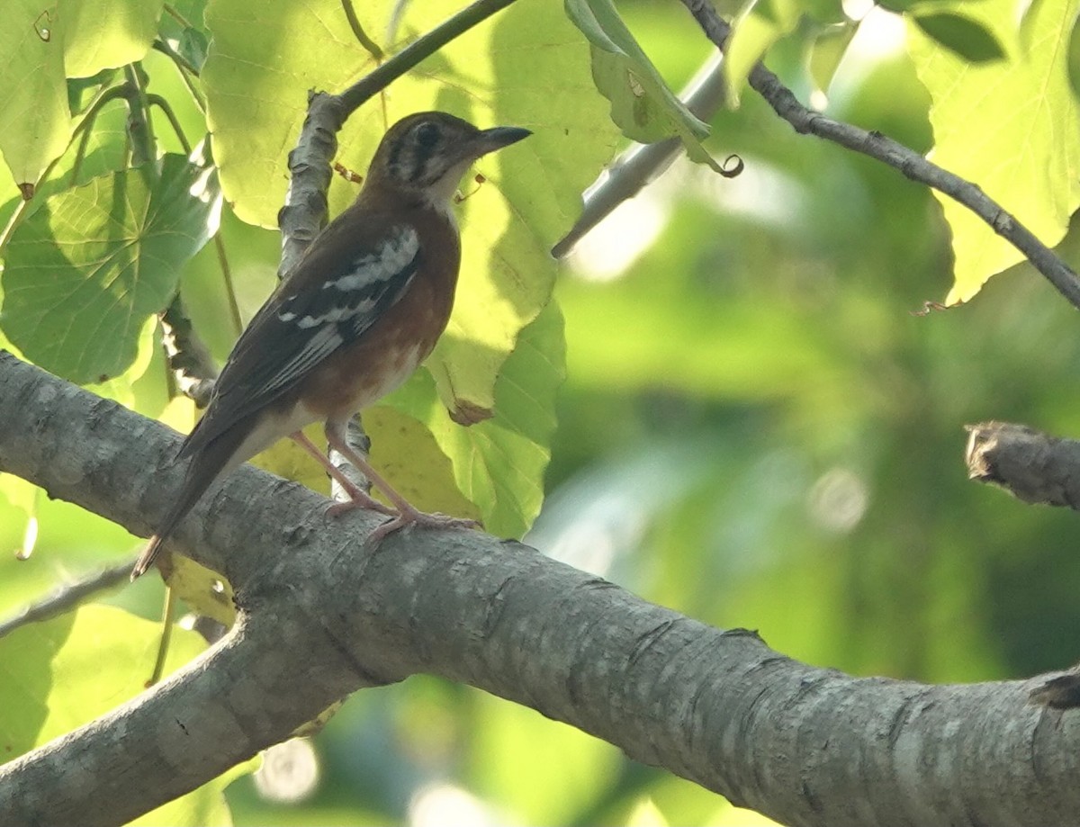 Orange-banded Thrush - ML625608037