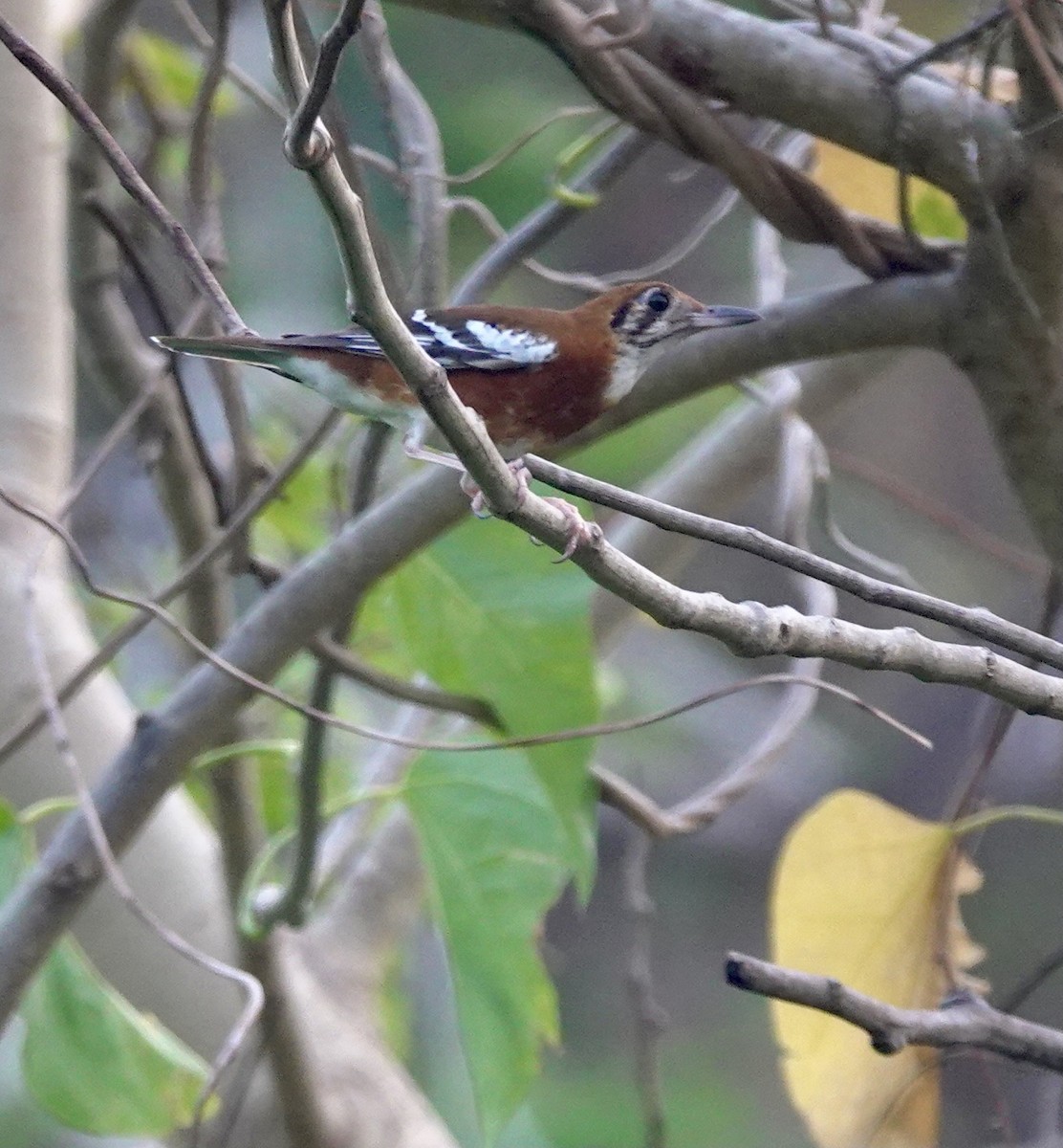 Orange-banded Thrush - ML625608038
