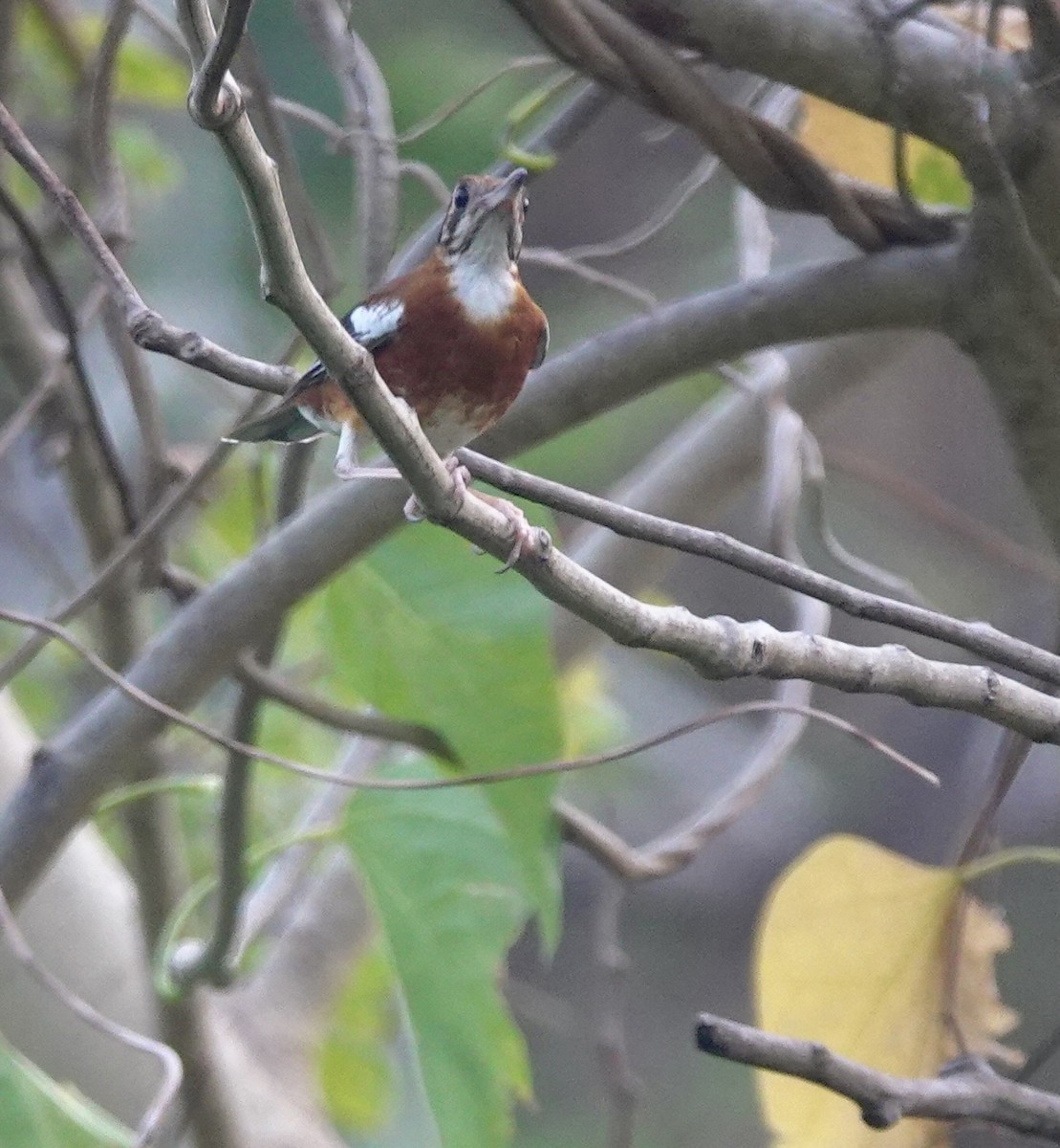 Orange-banded Thrush - ML625608039