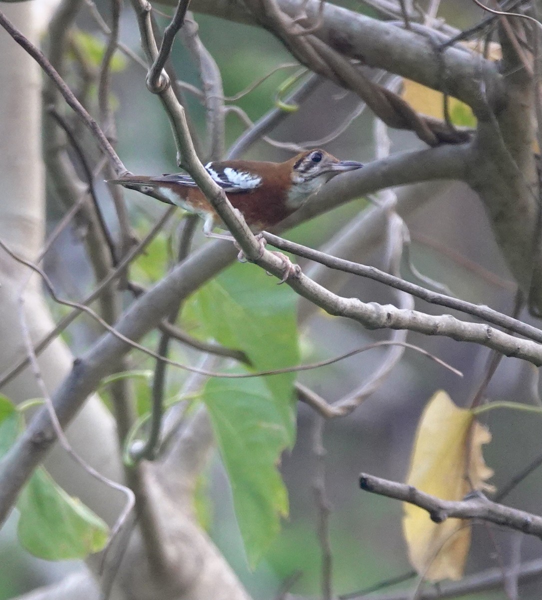 Orange-banded Thrush - ML625608040