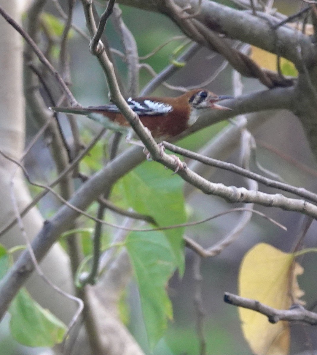 Orange-banded Thrush - ML625608041
