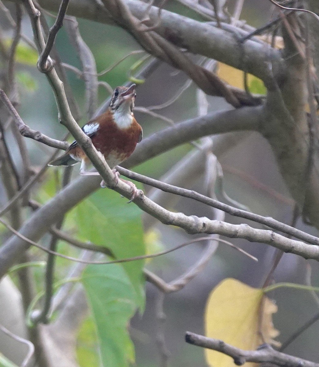 Orange-banded Thrush - ML625608042