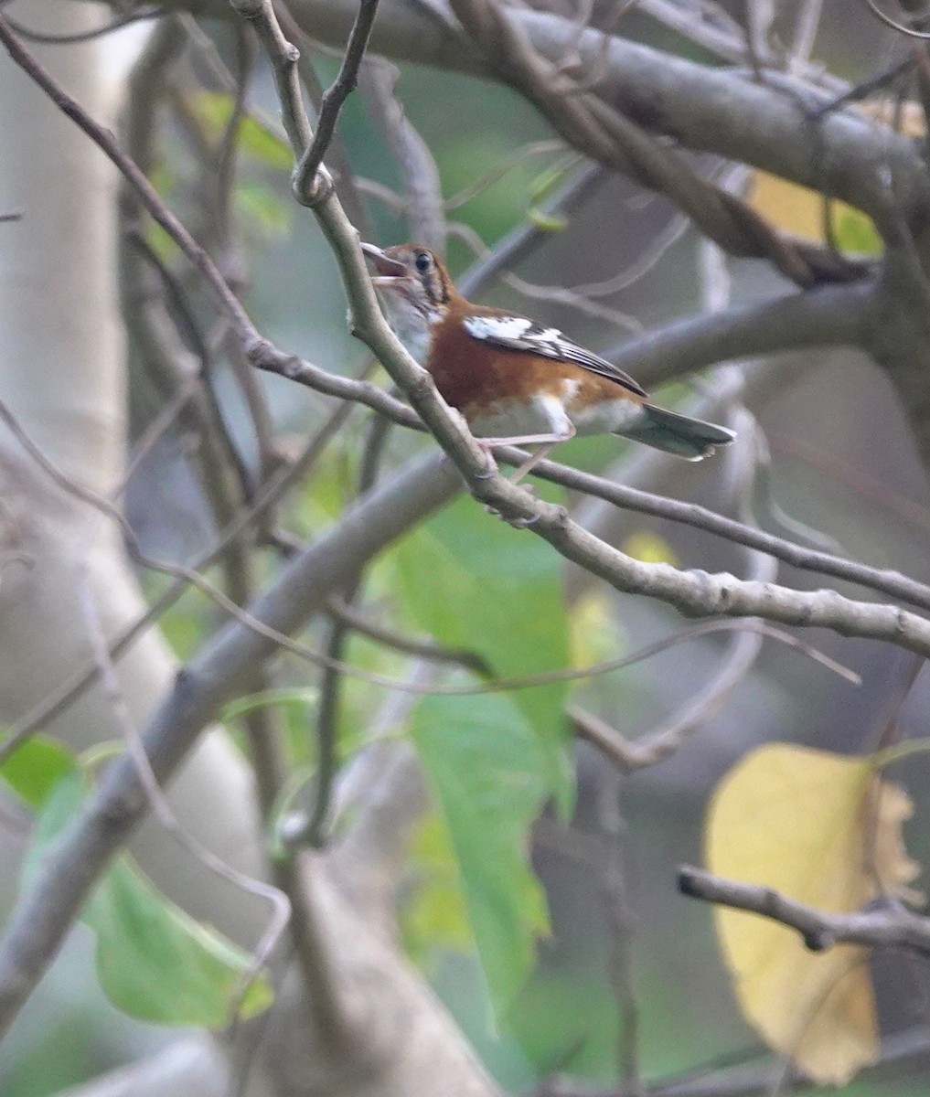 Orange-banded Thrush - ML625608043