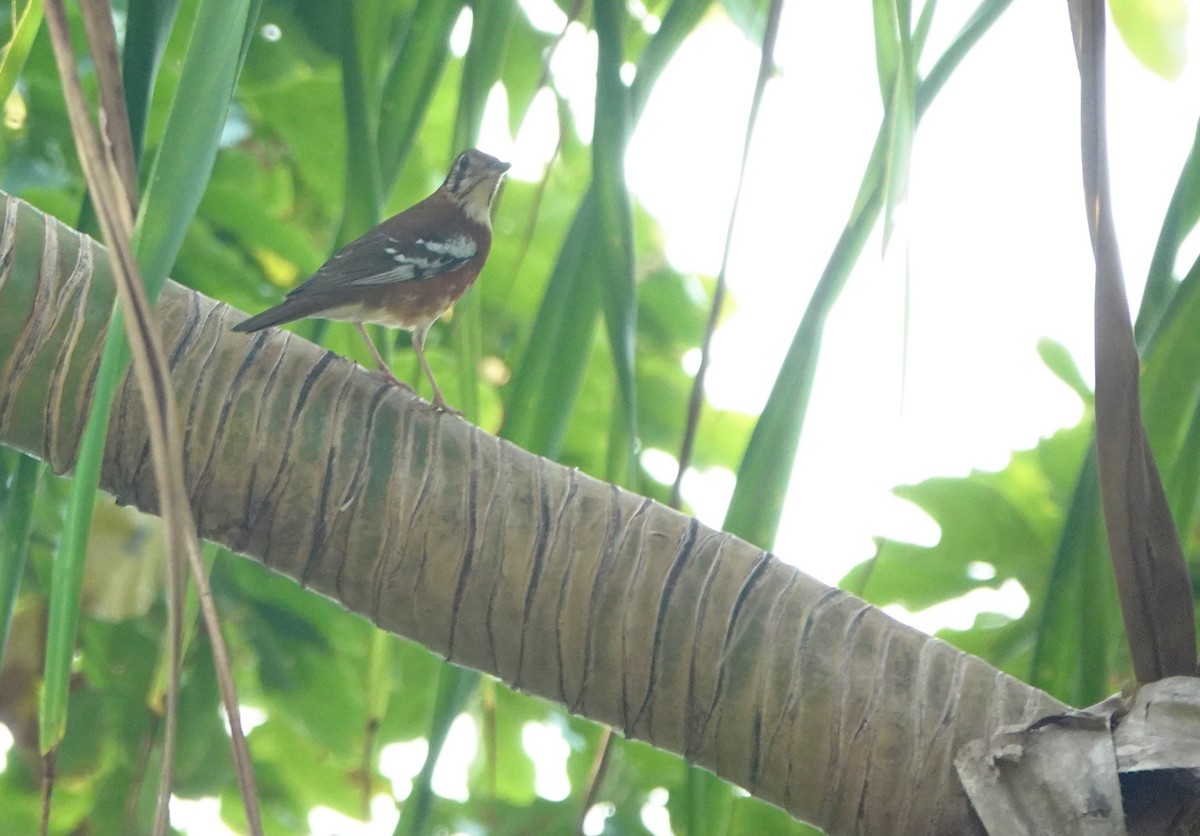 Orange-banded Thrush - ML625608044
