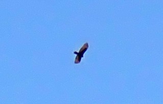 Zone-tailed Hawk - ML625608060