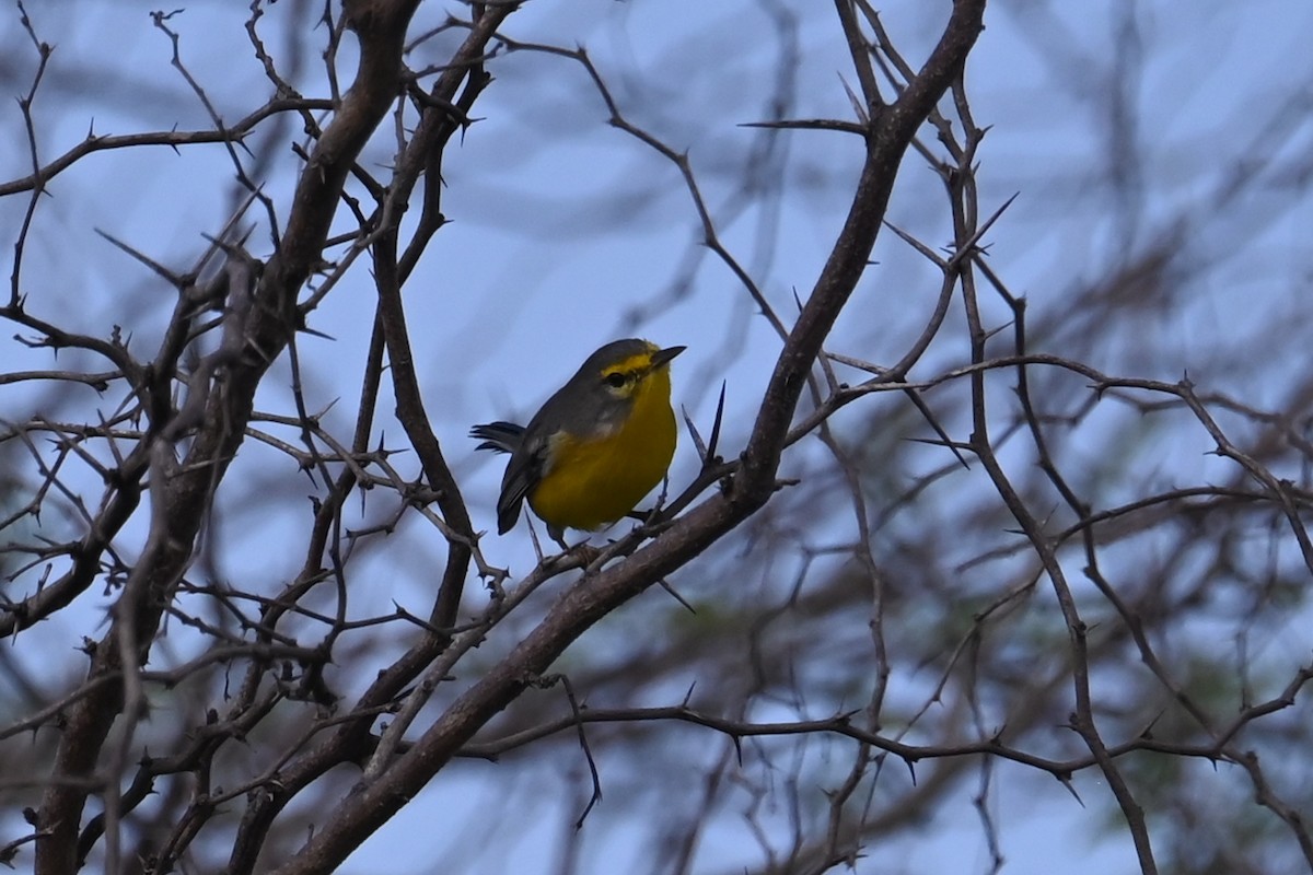 Barbuda Warbler - ML625608084