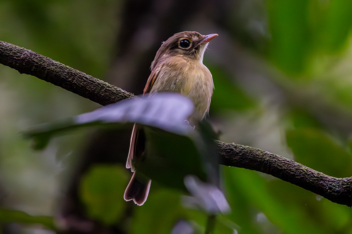 Russet-winged Spadebill - ML625608095