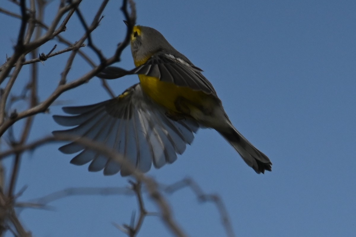 Barbuda Warbler - ML625608102