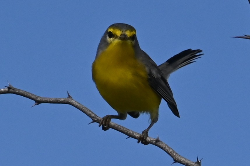 Barbuda Warbler - ML625608114