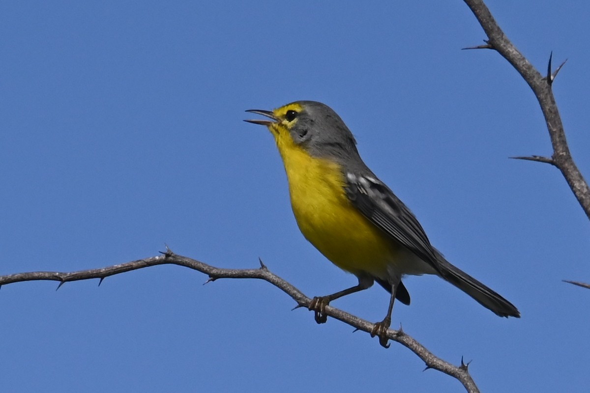 Barbuda Warbler - ML625608142