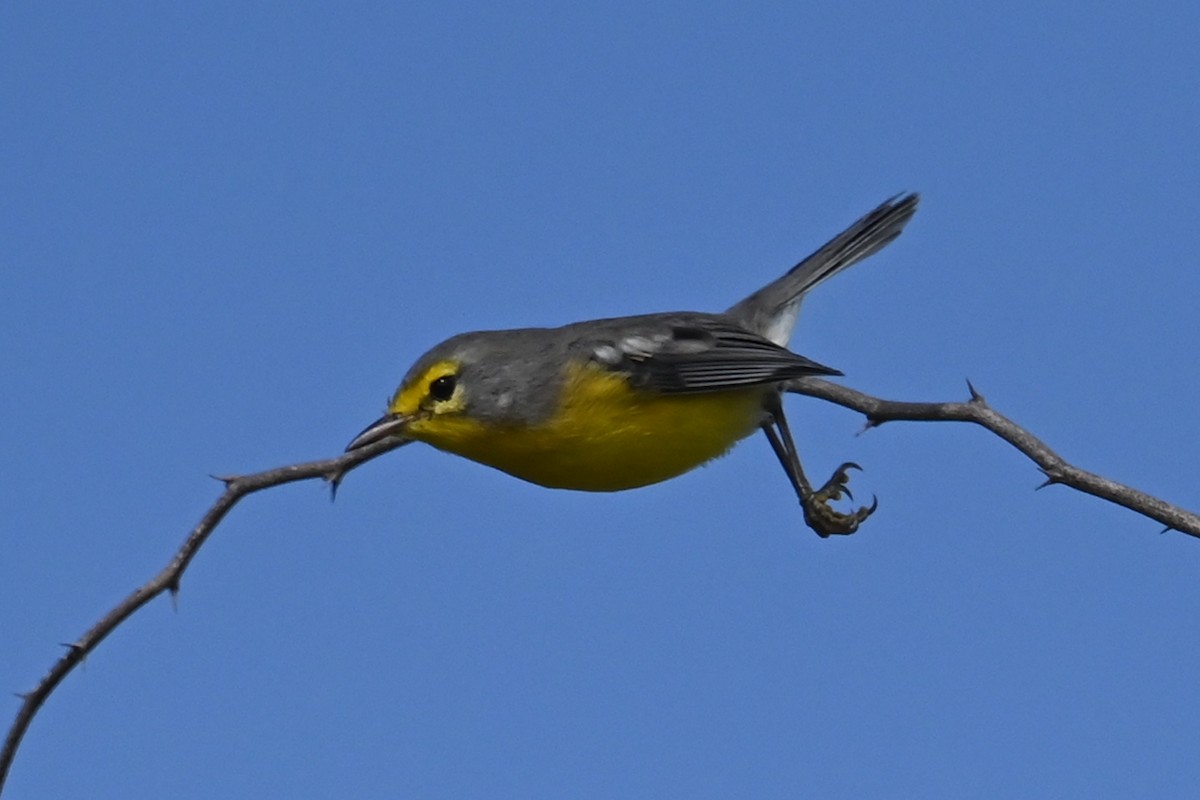 Barbuda Warbler - ML625608154