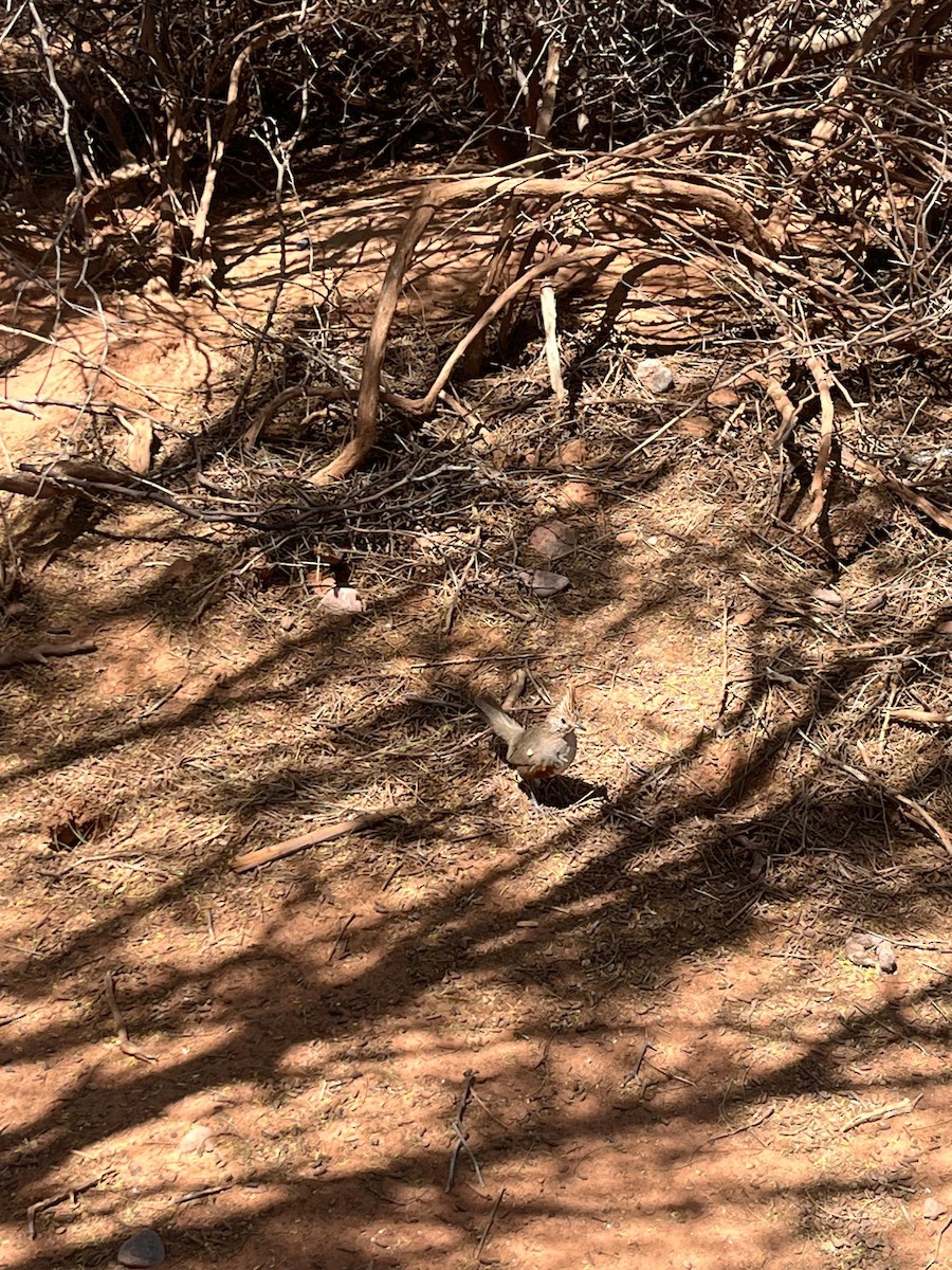 Crested Gallito - ML625608240