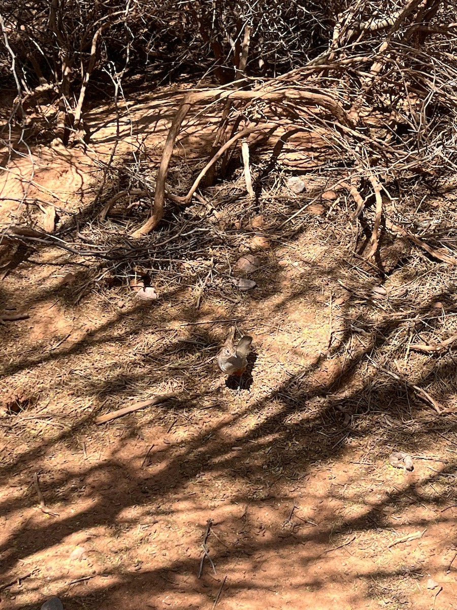 Crested Gallito - ML625608241