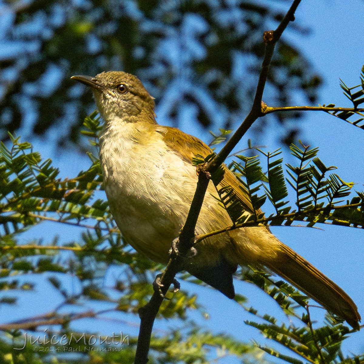 Slender-billed Greenbul - ML625608248
